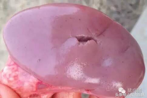 猪瘟案例总结,猪瘟病例最新数据