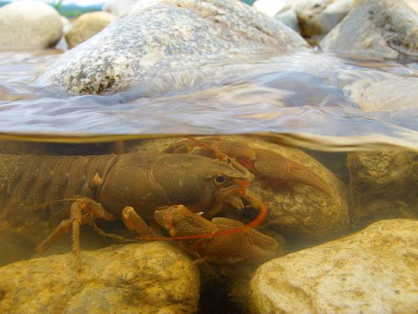 吃货科普小龙虾,360度无死角吃货