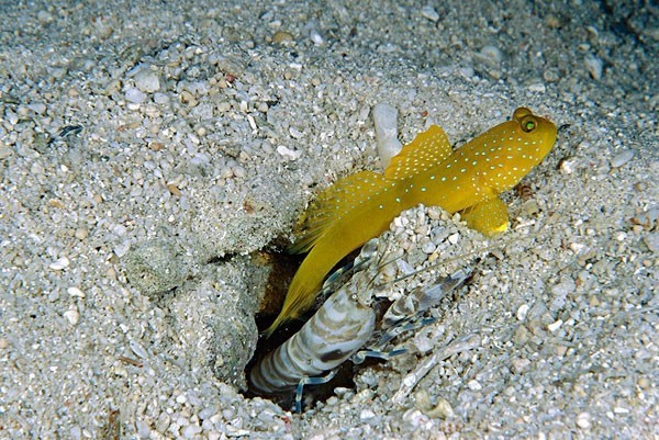 吃货科普小龙虾,360度无死角吃货