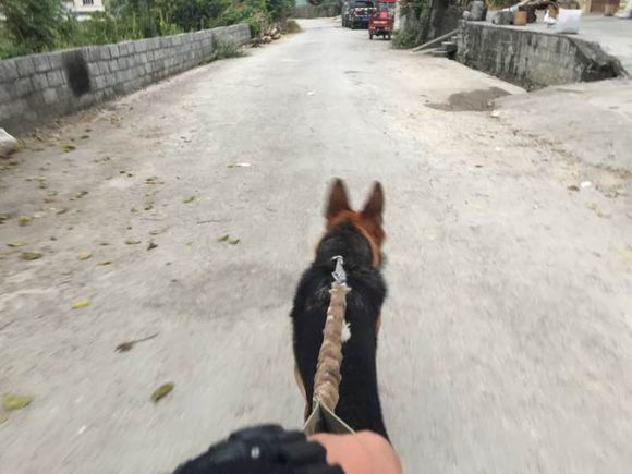 德牧吃饭太冲动怎么办,德牧拉肚子不吃饭怎么办