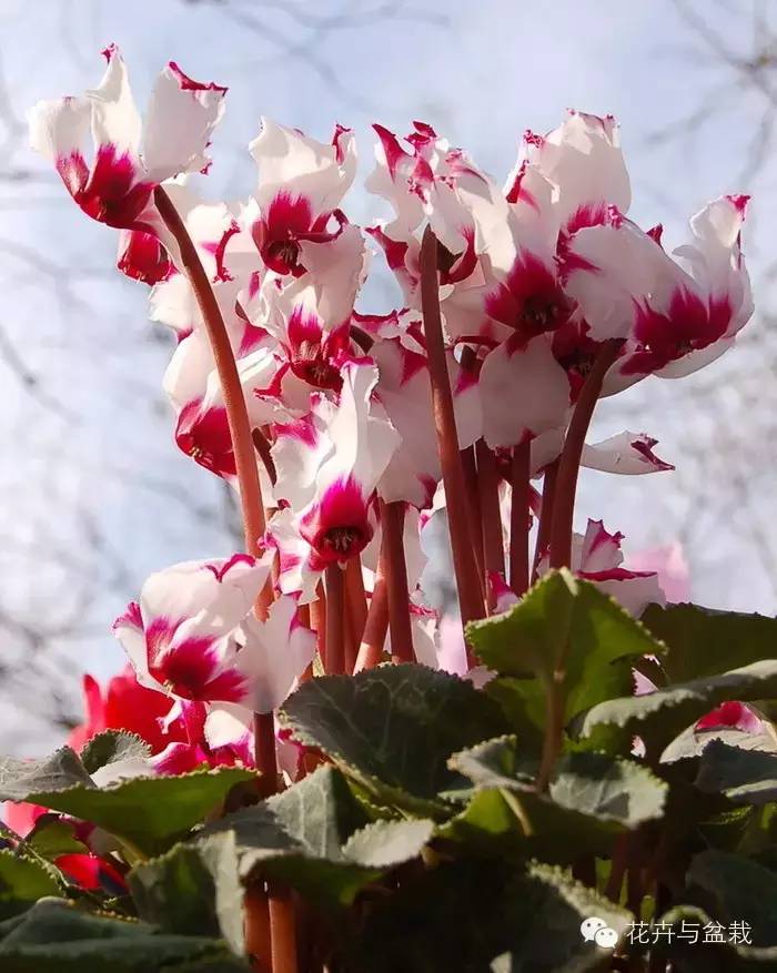 仙客来叶子掉光了怎么养护,仙客来花叶子黄怎么办