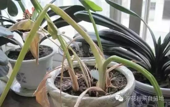 植物浇水死亡原因分析和浇水过多的处理方法！