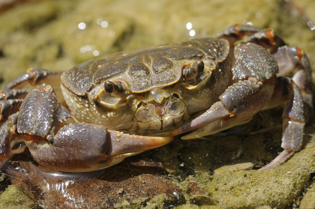 孕妇螃蟹的蟹黄可以吃吗,螃蟹孕妇可以吃吗