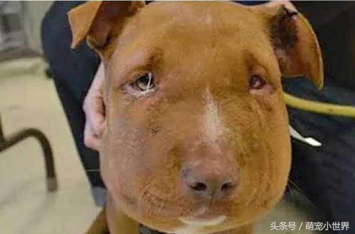 被虐待抛弃的狗,狗狗被遗弃楼顶饿得皮包骨