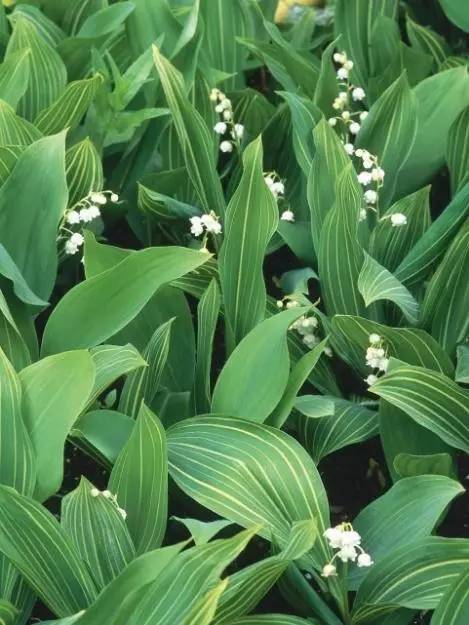 15个高颜值花园庭院设计,冬日无阳光的后花园庭院设计