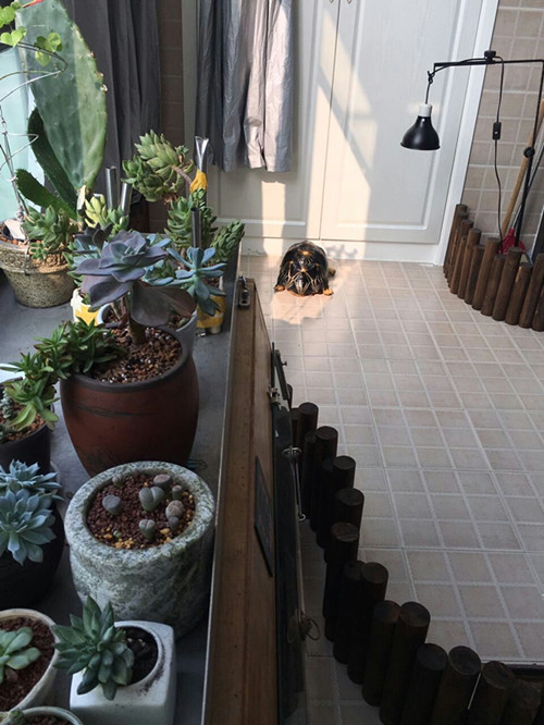 陆龟在室内用什么垫层,陆龟住什么地方