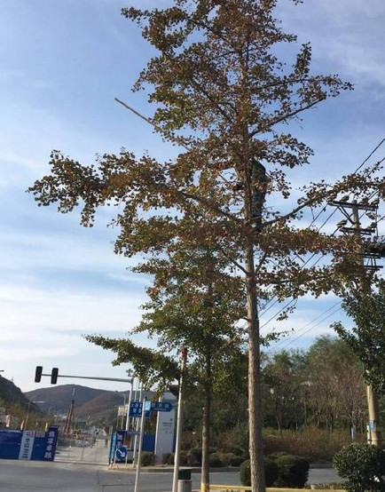 厉害了我的姐！大连一女子爬大树摘银杏果竟可治遗精