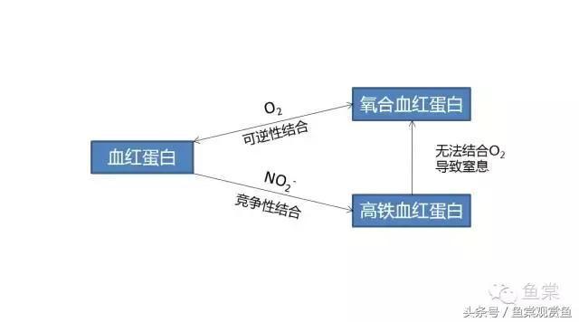 养鱼水质测试一般测试哪几种数值,新手养鱼水质怎么调理