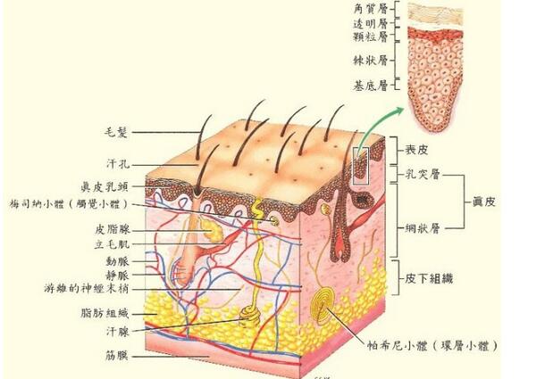 白癜风表皮移植术效果最好的医院,白癜风表皮移植一般多久看到效果