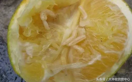 柑橘里长蛆虫能吃吗,吃到蛆柑怎么办