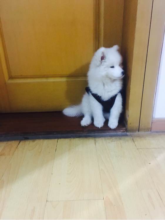 萨摩耶狗瘟后遗症能治好吗,刚买来的萨摩耶多久打疫苗