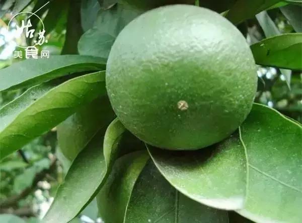 秋天就该送自己一场旅行，苏州最全“采橘攻略”先给你！