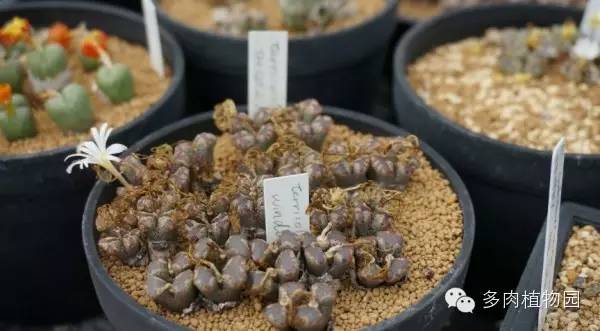 边走边看日本番杏之王DTさん多肉大棚