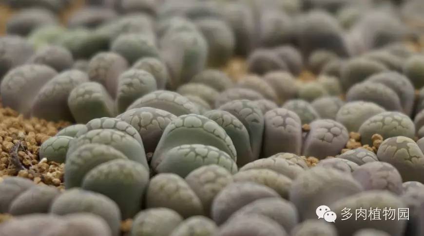 边走边看日本番杏之王DTさん多肉大棚