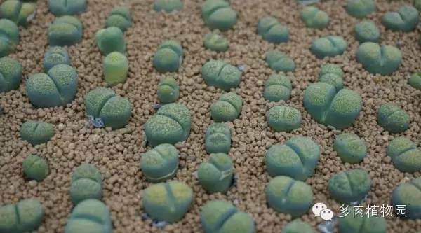 边走边看日本番杏之王DTさん多肉大棚