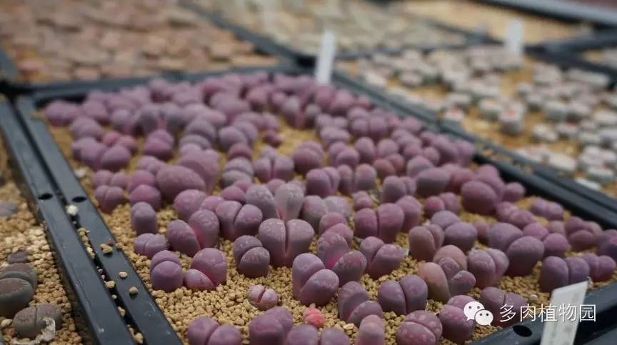 边走边看日本番杏之王DTさん多肉大棚