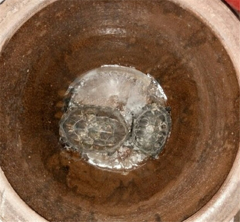 乌龟冻了24小时还能活吗,乌龟被冻成冰块幽默说说