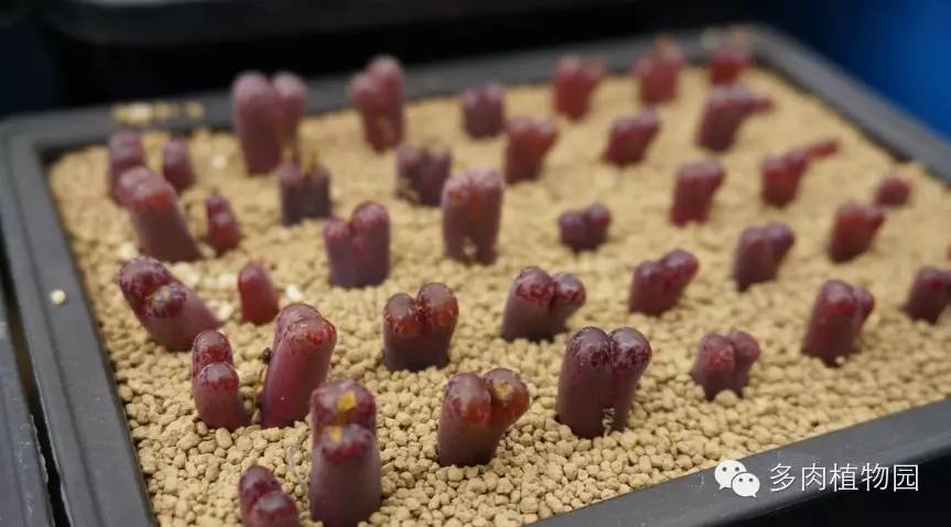 边走边看日本番杏之王DTさん多肉大棚