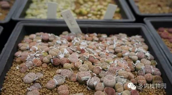 边走边看日本番杏之王DTさん多肉大棚