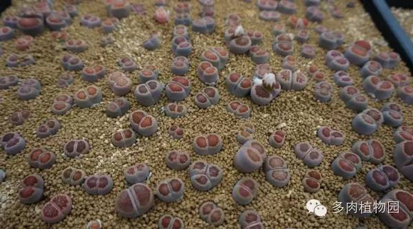 边走边看日本番杏之王DTさん多肉大棚