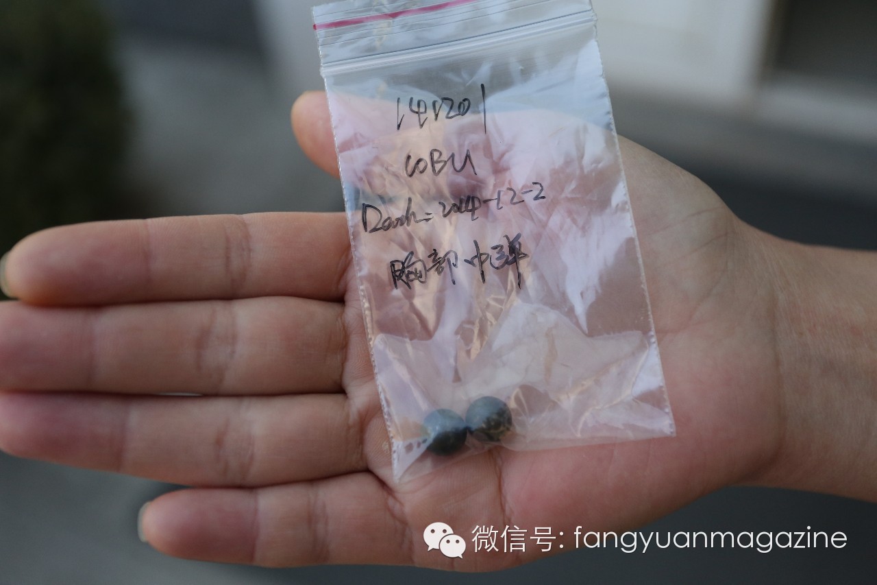 猛禽行程,400多万猛禽