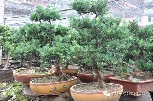 罗汉松盆景怎么养护视频,罗汉松盆景养护方法