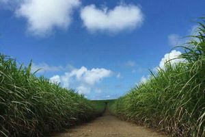 身心的放逐---毛里求斯