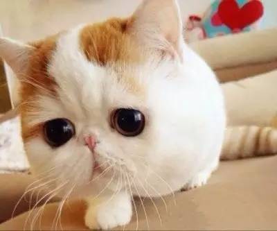 没想到你是这样的神狐小七！《青云志》灵（萌）兽（宠）大合集