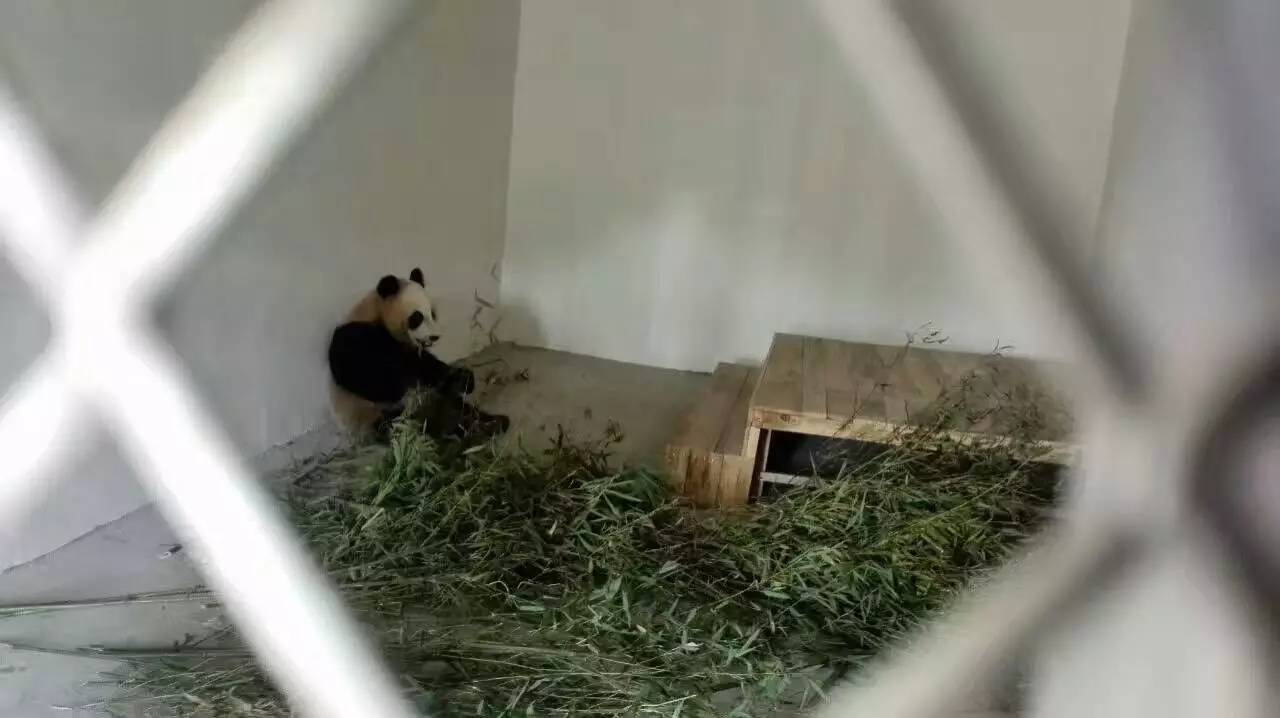 大熊猫贤贤简介,皓月和贤贤大熊猫