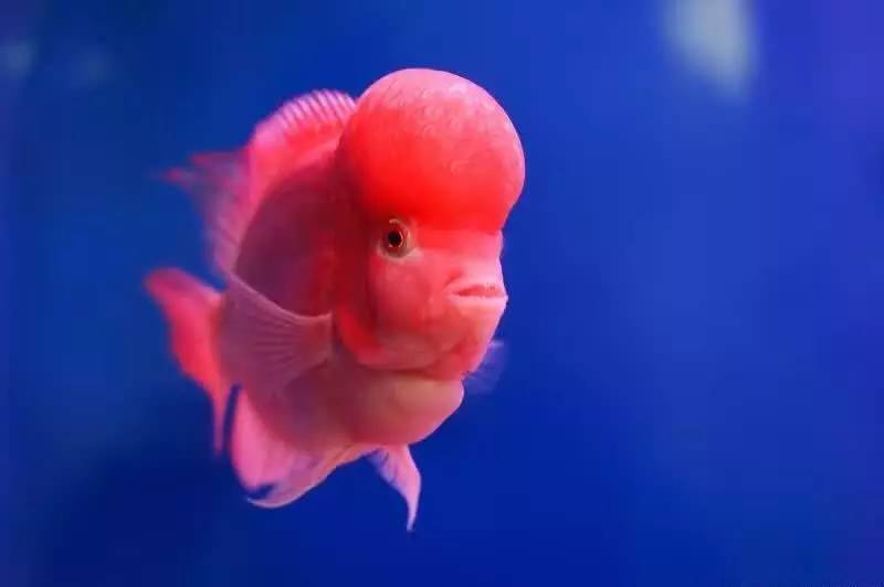 如何挑选最好的罗汉鱼品种,挑选罗汉鱼的小秘诀