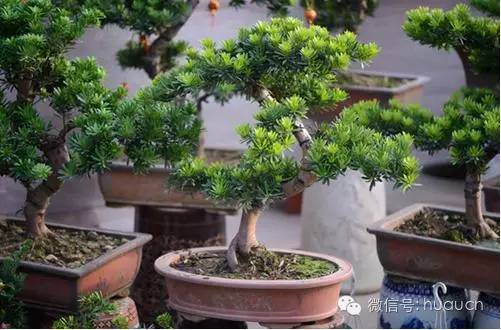 罗汉松盆景怎么养护视频,罗汉松盆景养护方法