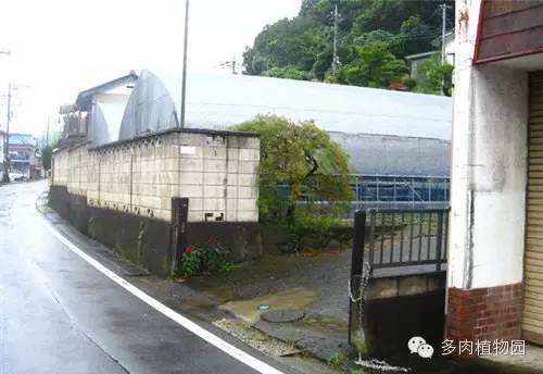 边走边看日本番杏之王DTさん多肉大棚