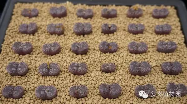 边走边看日本番杏之王DTさん多肉大棚