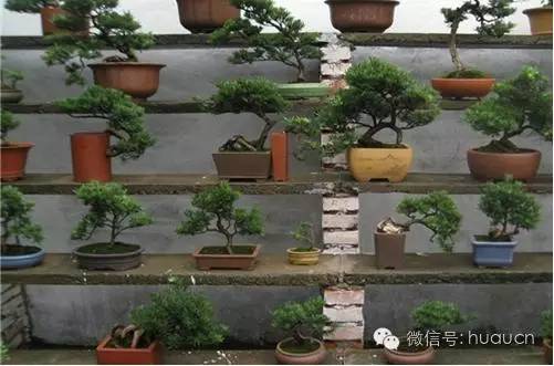 罗汉松盆景怎么养护视频,罗汉松盆景养护方法