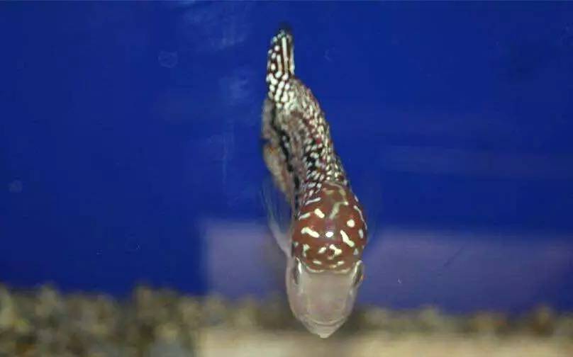 如何挑选最好的罗汉鱼品种,挑选罗汉鱼的小秘诀