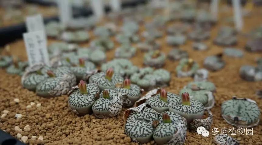 边走边看日本番杏之王DTさん多肉大棚