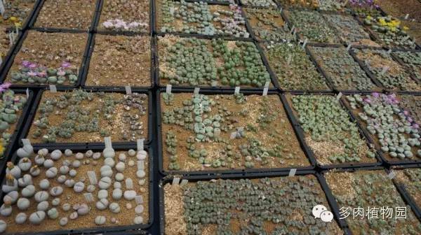 边走边看日本番杏之王DTさん多肉大棚