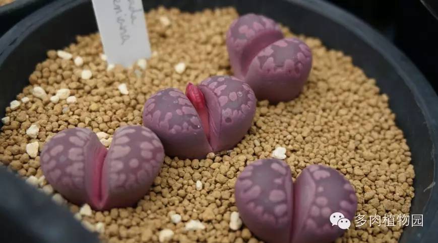 边走边看日本番杏之王DTさん多肉大棚