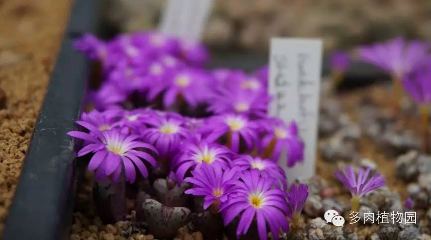 边走边看日本番杏之王DTさん多肉大棚