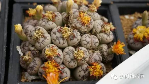 边走边看日本番杏之王DTさん多肉大棚