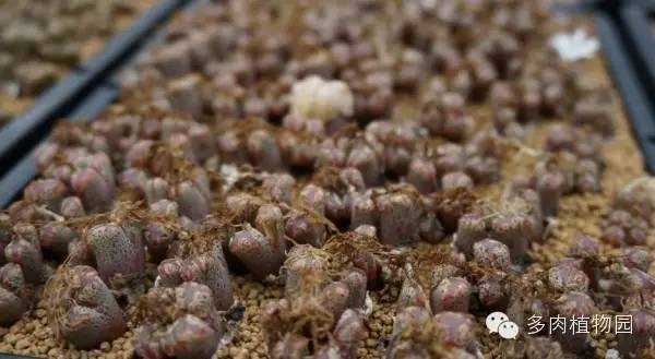 边走边看日本番杏之王DTさん多肉大棚