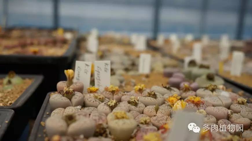 边走边看日本番杏之王DTさん多肉大棚