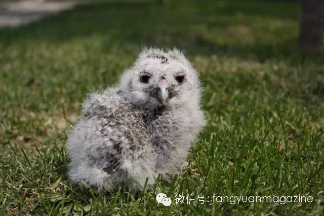 猛禽行程,400多万猛禽