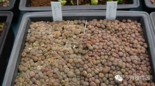 边走边看日本番杏之王DTさん多肉大棚