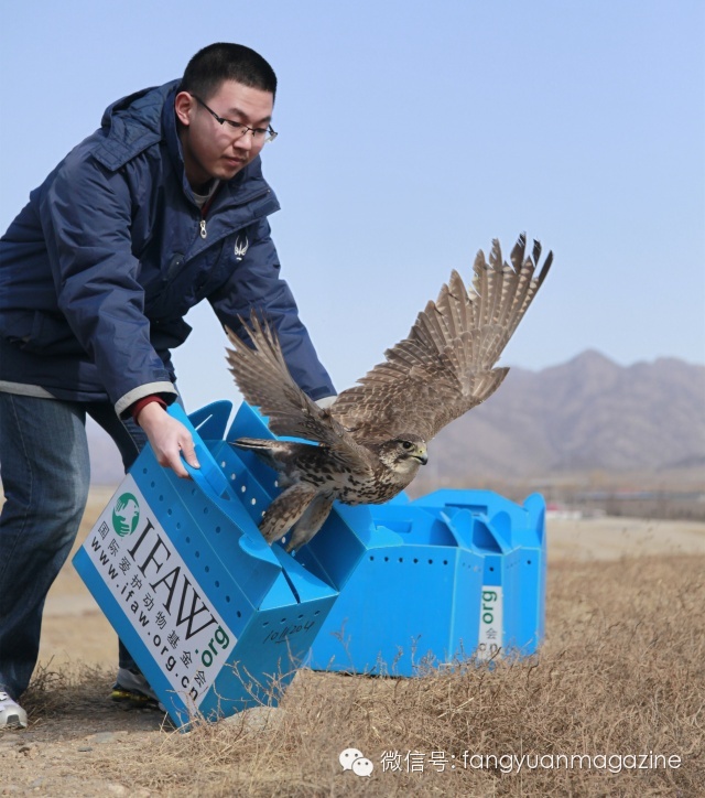 猛禽行程,400多万猛禽
