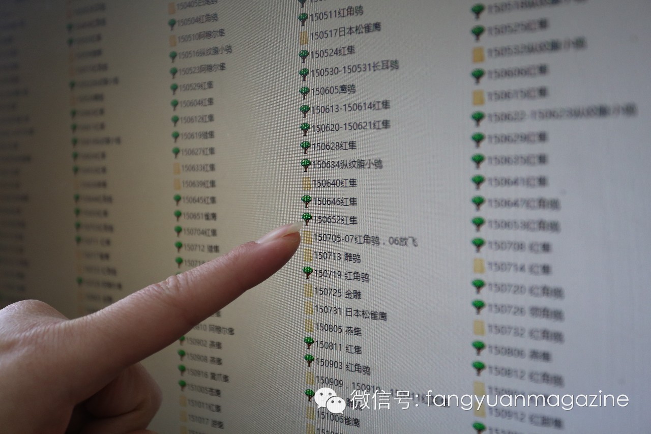 猛禽行程,400多万猛禽