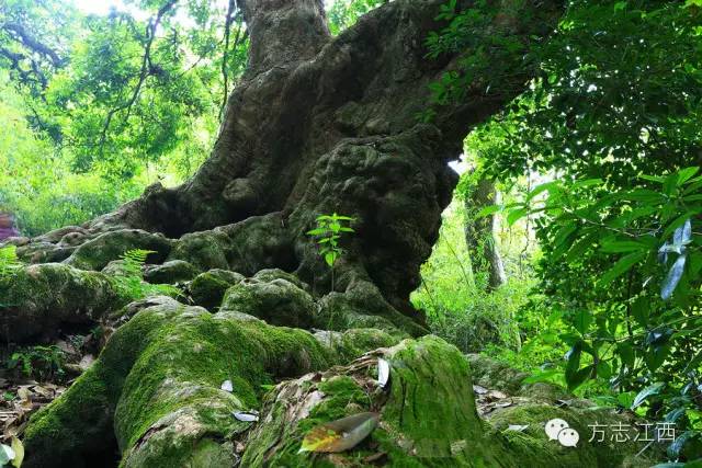 百丈龙潭指的就是江西的龙南县,福建百丈龙潭景点