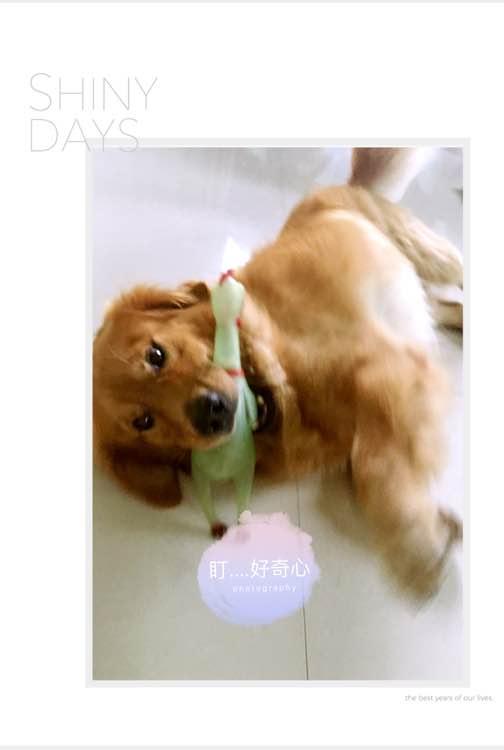 小短腿的金毛是什么犬,小短腿金毛狗狗