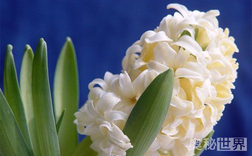 风信子水培开完花后处理流程,水培风信子开花后种球怎么处理