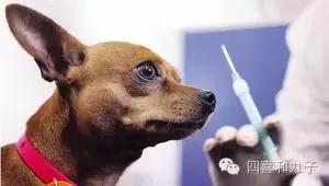 为什么狗狗打完疫苗就招虫,狗狗打完疫苗为什么像疯了一样